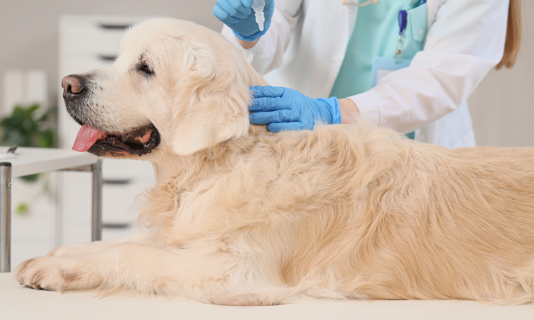 Choosing the Best Multivitamin Powder for Dogs with Skin and Allergy Issues