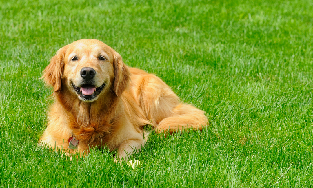 Happy Golden Retriever lying on green grass, looking relaxed and content.