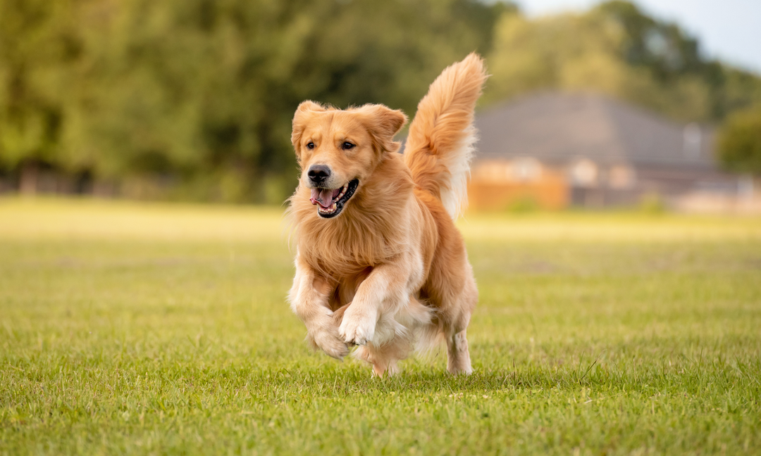 How Gut Health Affects Your Dog's Skin, Allergies and Digestion