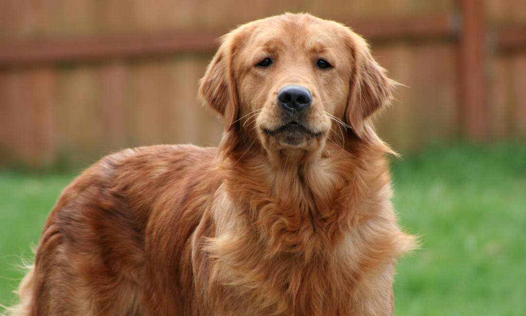 Golden Retriever Care Guide: Supporting Joint and Gut Health