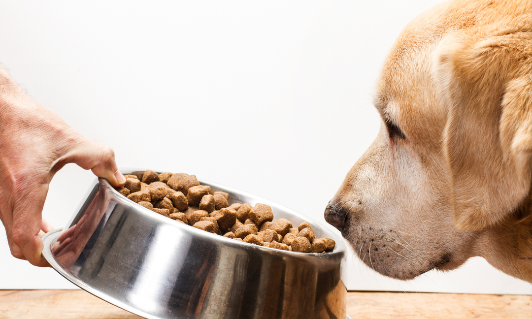 Daily Multivitamin for Dogs: A Simple Fix for Picky Pups