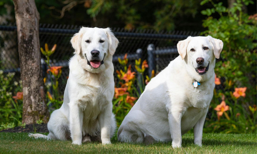 My Dog Has Allergies? Should I Treat the Skin or the Gut First?