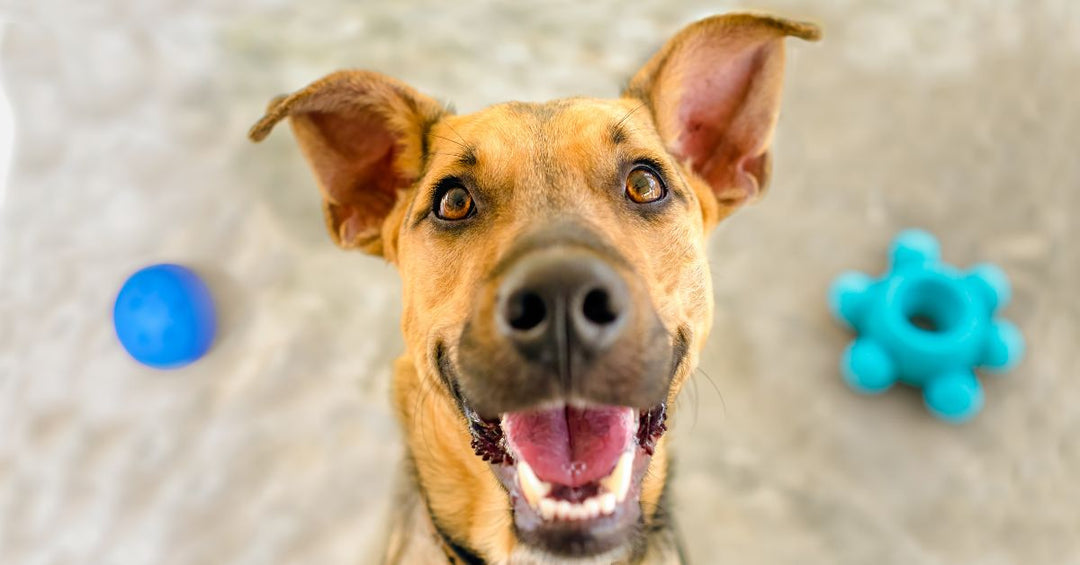 A happy dog enjoying a relaxed moment, symbolizing the benefits of a healthy gut and overall well-being