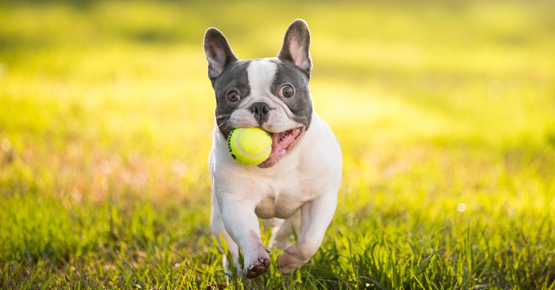 A happy French Bulldog sitting on the grass, looking healthy and energetic, with a shiny coat and bright eye