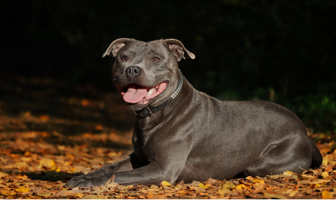 Healthy Staffordshire Bull Terrier with a glossy grey coat lying on autumn leaves, looking alert and content symbolising wellness and vitality.