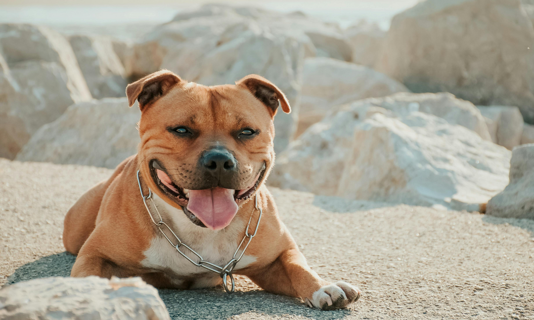 A healthy, happy terrier with a shiny coat lying on a sunlit stone surface, symbolising wellness and balanced nutrition from high-quality vitamins.