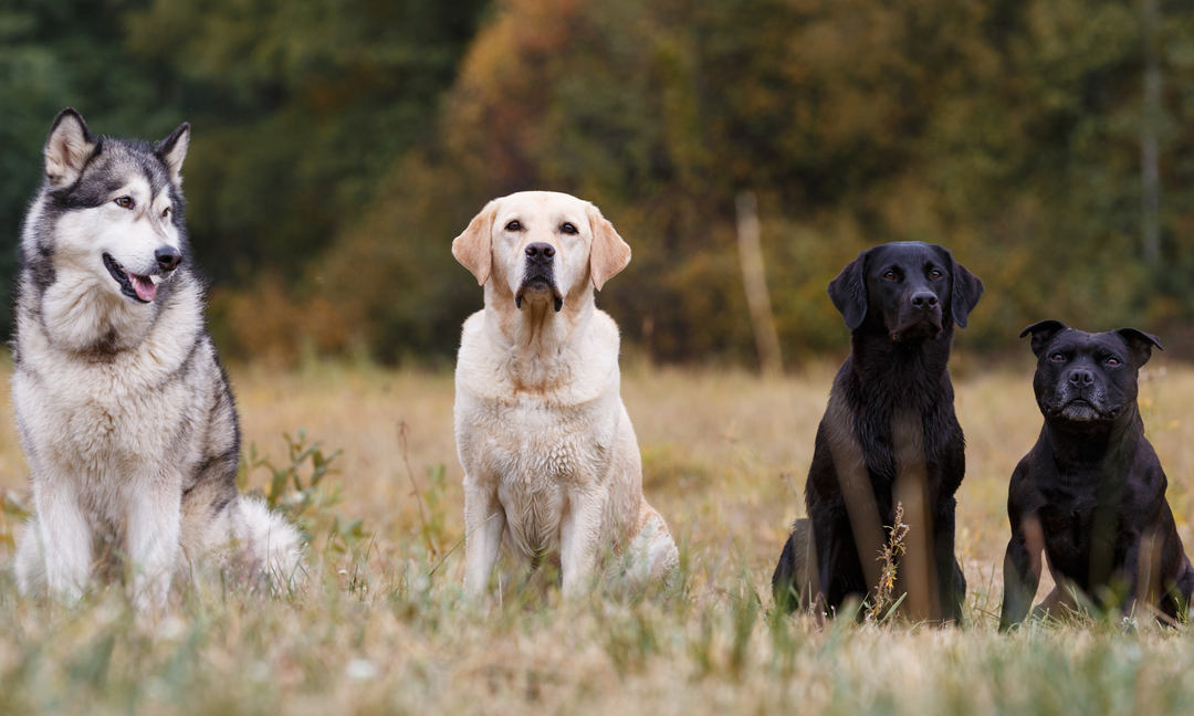 Four dogs of different breeds sitting in a grassy field, including a Husky, Labrador Retriever, Black Labrador, and Staffordshire Bull Terrier, symbolising diverse canine health needs.