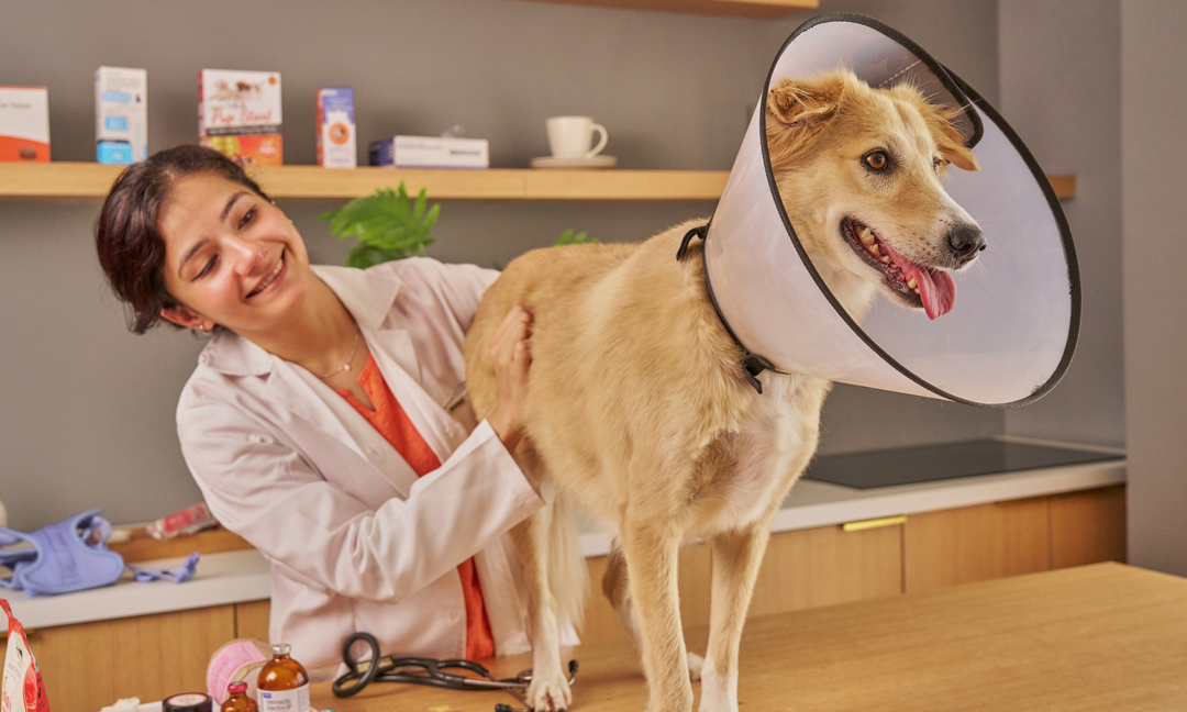 Dog Hip Dysplasia Treatment: How Nutritional Support Can Ease Inflammation