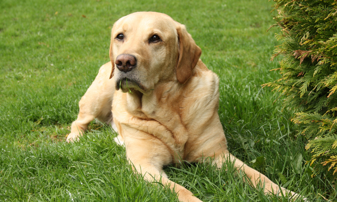 Yellow Labrador Retriever lying on the grass, looking calm and relaxed, symbolising good digestive health.