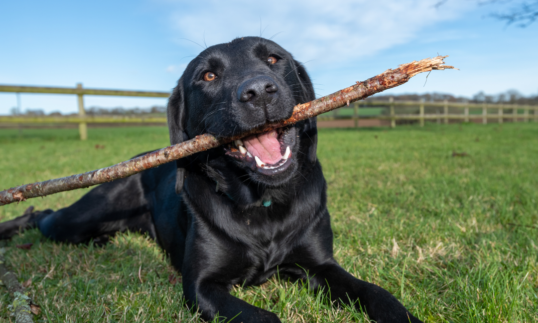 Why Internal Allergy Support Works Better for Itchy Labradors Than Topical Creams Alone