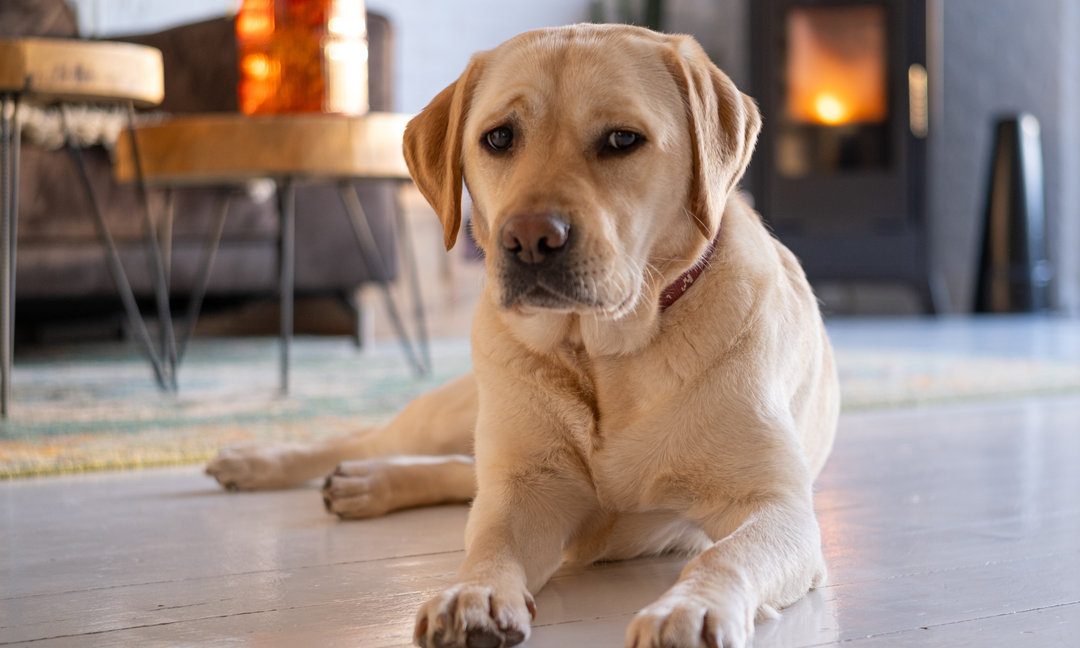Labrador Health Guide: Common Problems and Daily Wellness Tips