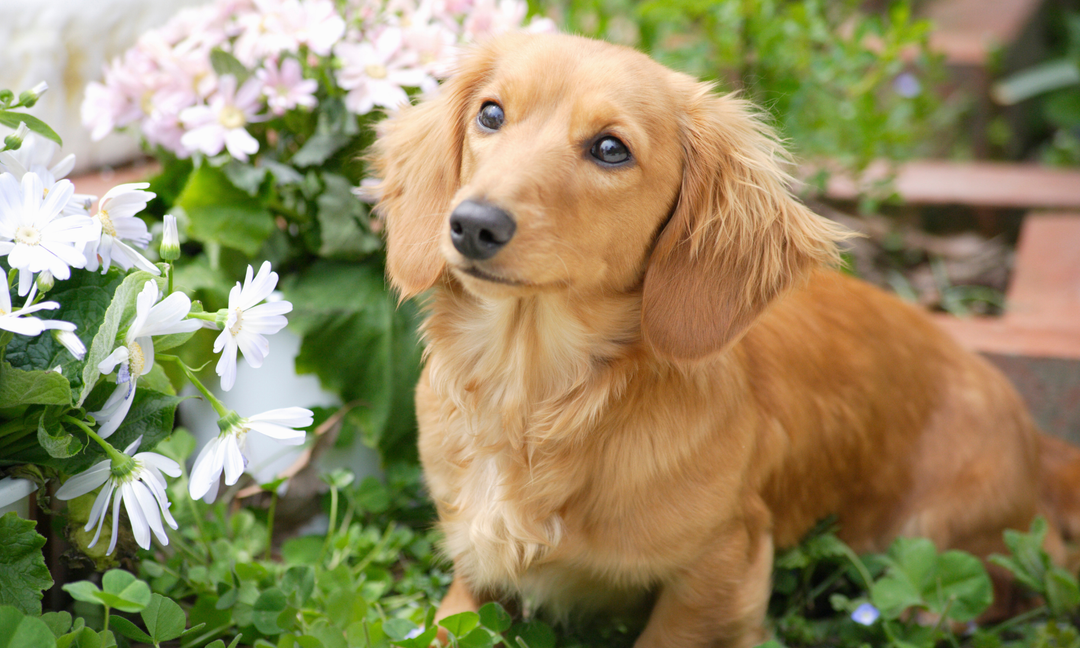 Long Haired Dachshund Care: Skin, Coat and Gut Health Tips