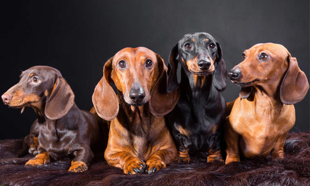 The Best Multivitamin for Mini Dachshunds: Targeted Support from Aralis Animals