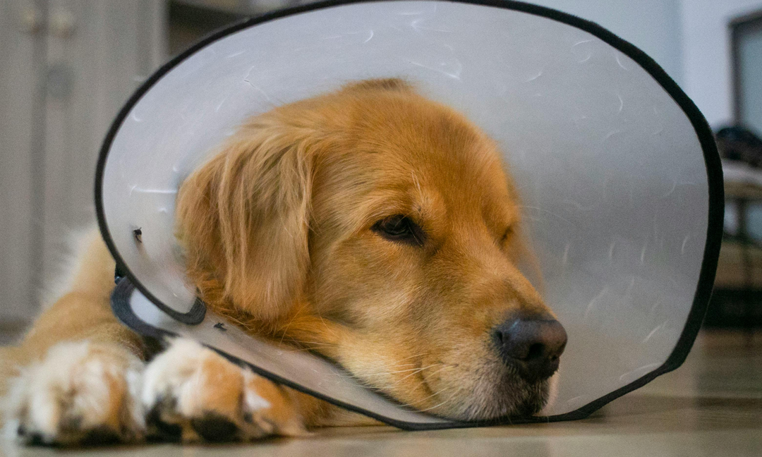 Miniature Golden Retriever Health Guide: Vitamins That Support Joints, Skin, and Calmness