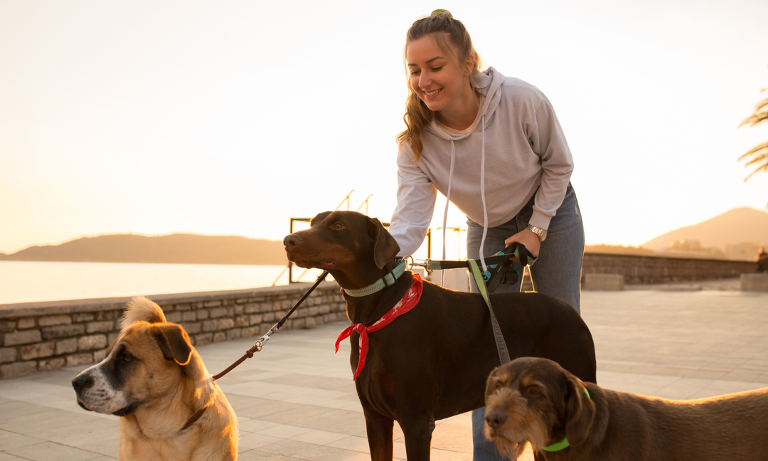 Dog Allergy Relief Without Harsh Treatments: A Nutrition-First Approach