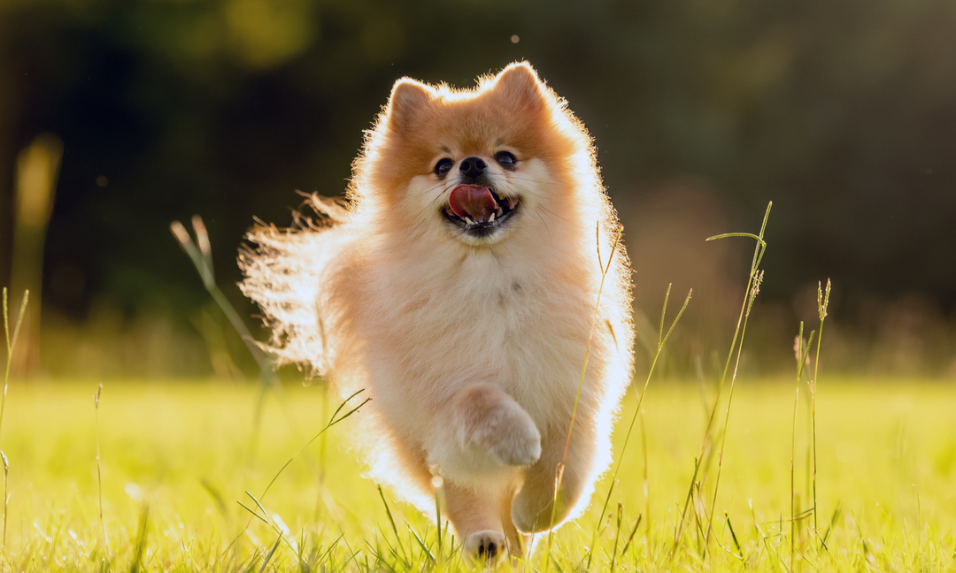 Happy Pomeranian running outdoors with a shiny coat, symbolising relief from itchy skin and improved health.