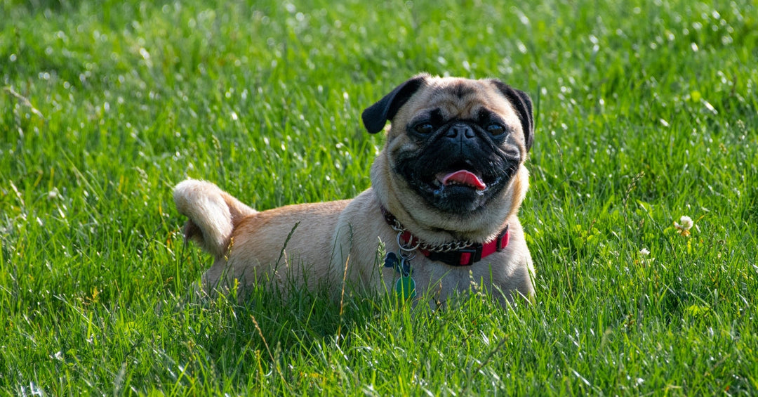 Are You Giving Your Pug the Right Vitamins for Skin and Joint Support?