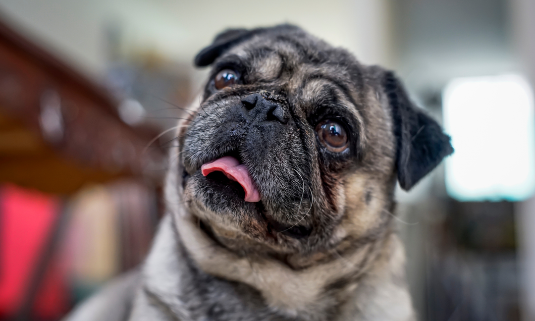 How to Support Dogs with Allergies Using Gut Health and Daily Nutrition