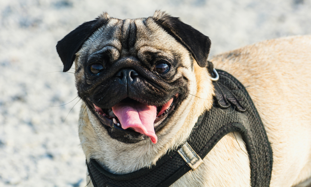 Best Supplements for Pug: Supporting Heart, Joint and Gut Health