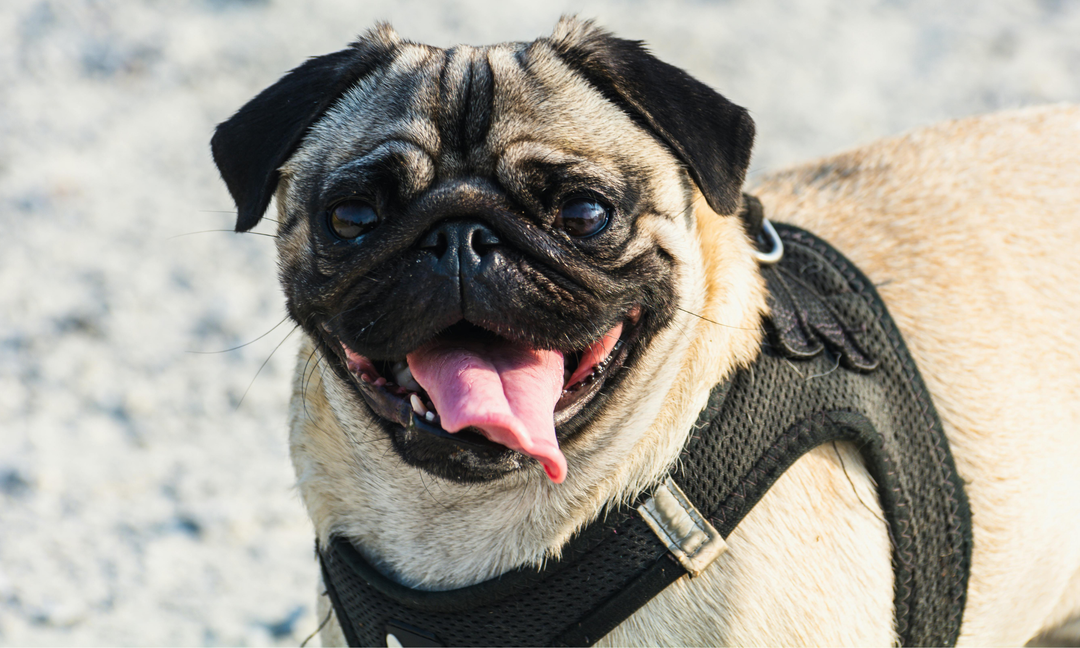 How to Improve Your Dog's Gut Health with Natural Probiotics and Prebiotics