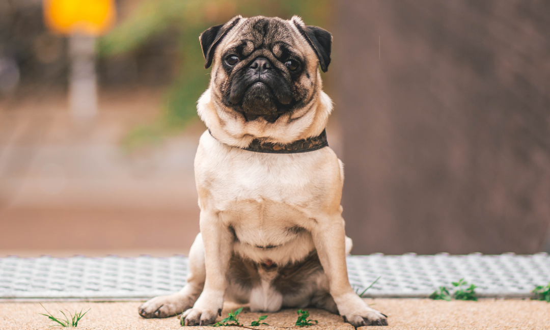 Prebiotics and Probiotics for Dogs: What's the Difference?