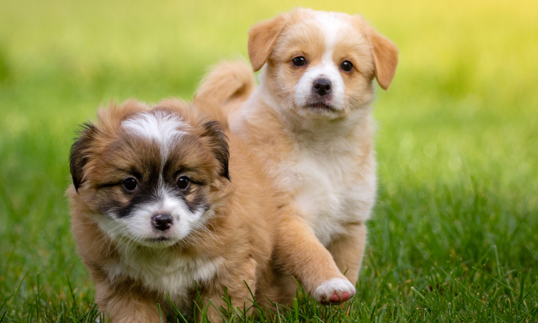 Two healthy puppies playing on grass, symbolising the importance of proper nutrition and vitamins for dogs’ growth and well-being