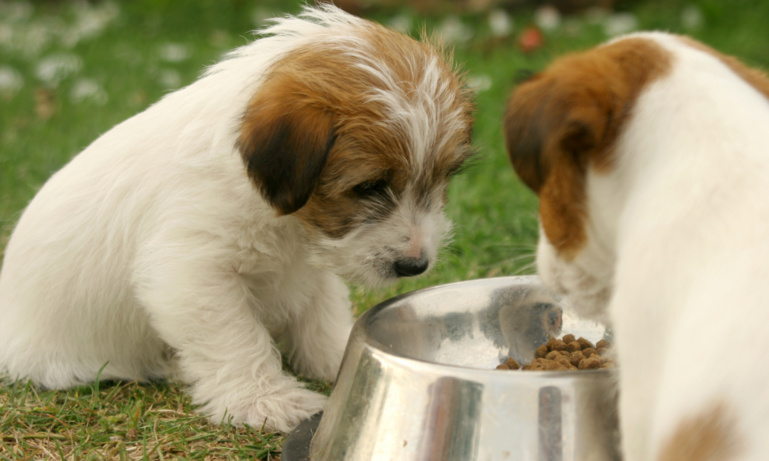 Two fluffy brown-and-white puppies