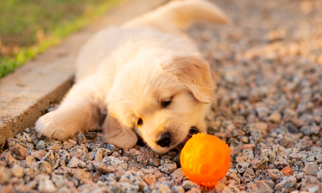 Best Puppy Vitamins for Growing Dogs: What Actually Matters