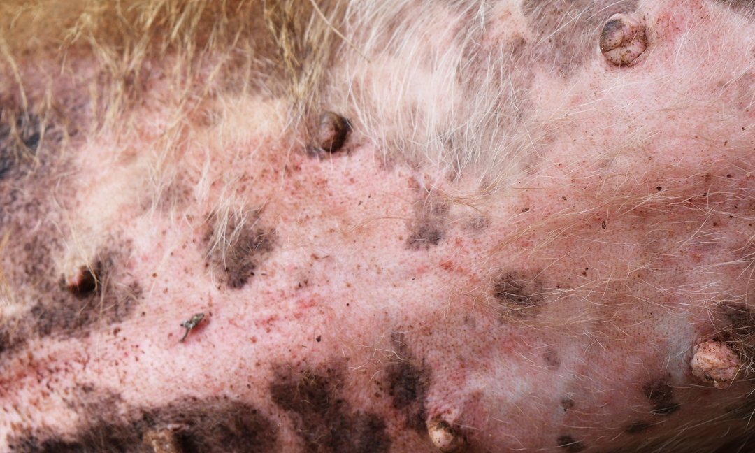 Why Does My Dog Have a Rash on Its Belly? Common Causes & Fixes