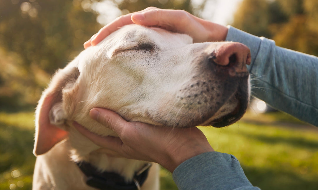 How Multivitamins Support Elderly Dogs With Tired Legs and Decreased Mobility