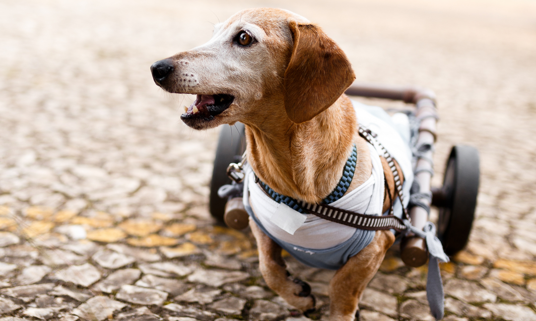 Senior Dachshund in a dog wheelchair smiling outdoors, showing resilience despite mobility issues linked to arthritis and joint problems.