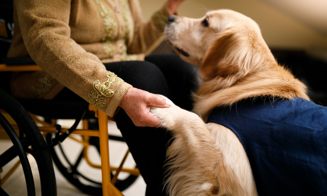 Senior Dog Multivitamin Guide: Helping Dogs with Arthritis in Back Legs Stay Active