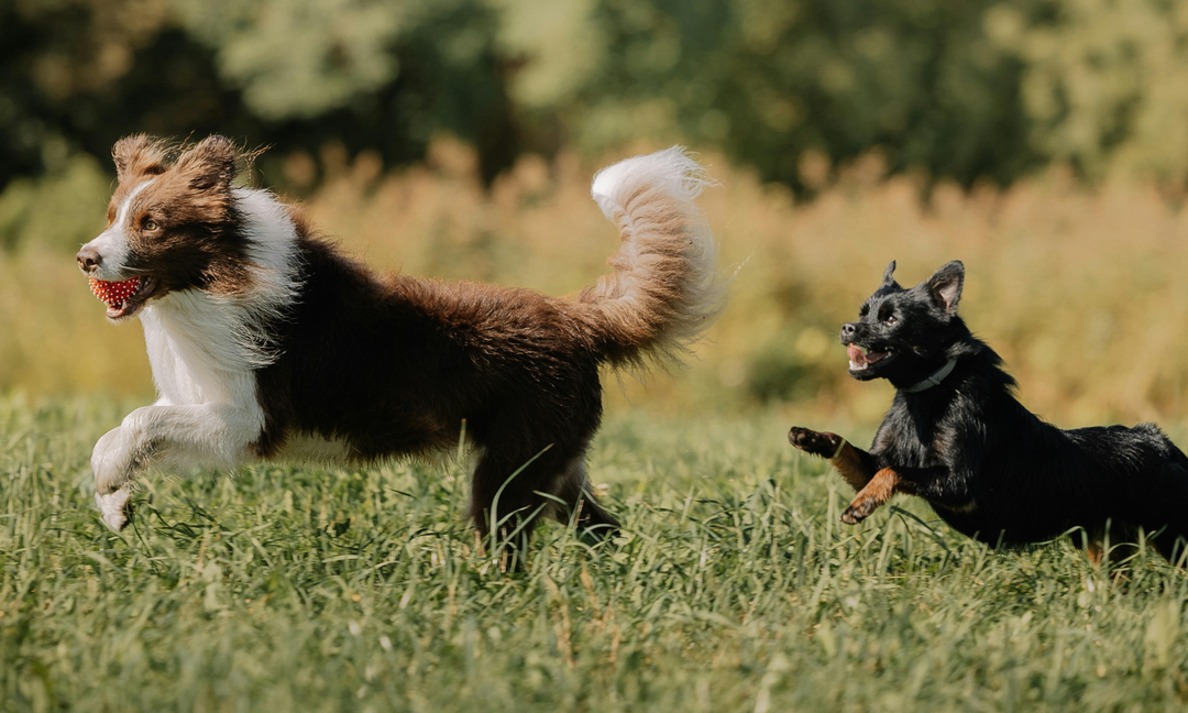 From Puppyhood to Senior Years: Choosing a Vitamin That Grows With Your Dog