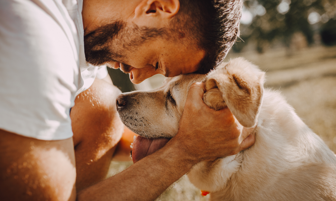 Man gently pressing his forehead to his senior Labrador, showing love and care for an aging dog