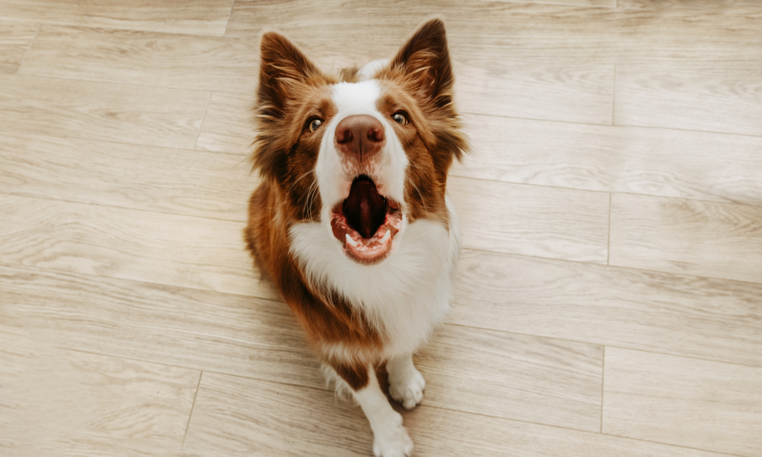 Conquering Canine Separation Anxiety: Helping Your Dog Feel Safe and Secure