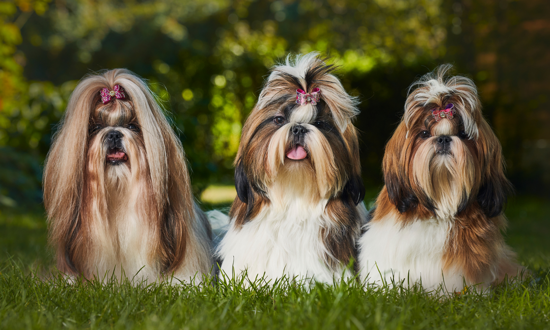 Three healthy Shih Tzus sitting on grass with shiny coats and decorative hair bows, symbolising vitality and balanced gut health.