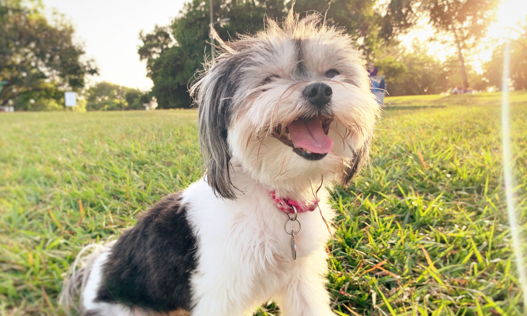 Canine Multivitamin Supplements: Supporting Gut Health from the Inside Out