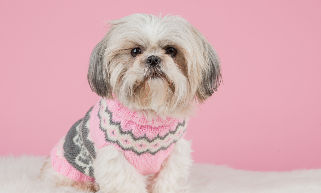 Understanding the Advantages of Probiotics for Dogs with Itchy Skin