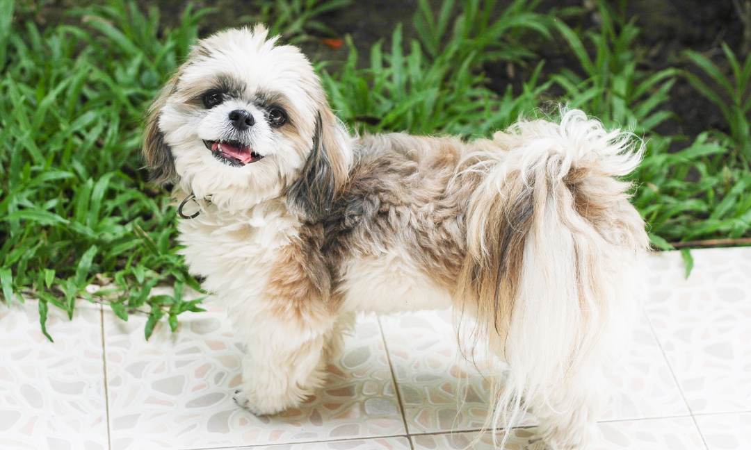 Is Your Shih Tzu Scratching or Gassy? These Supplements Support Skin and Digestion