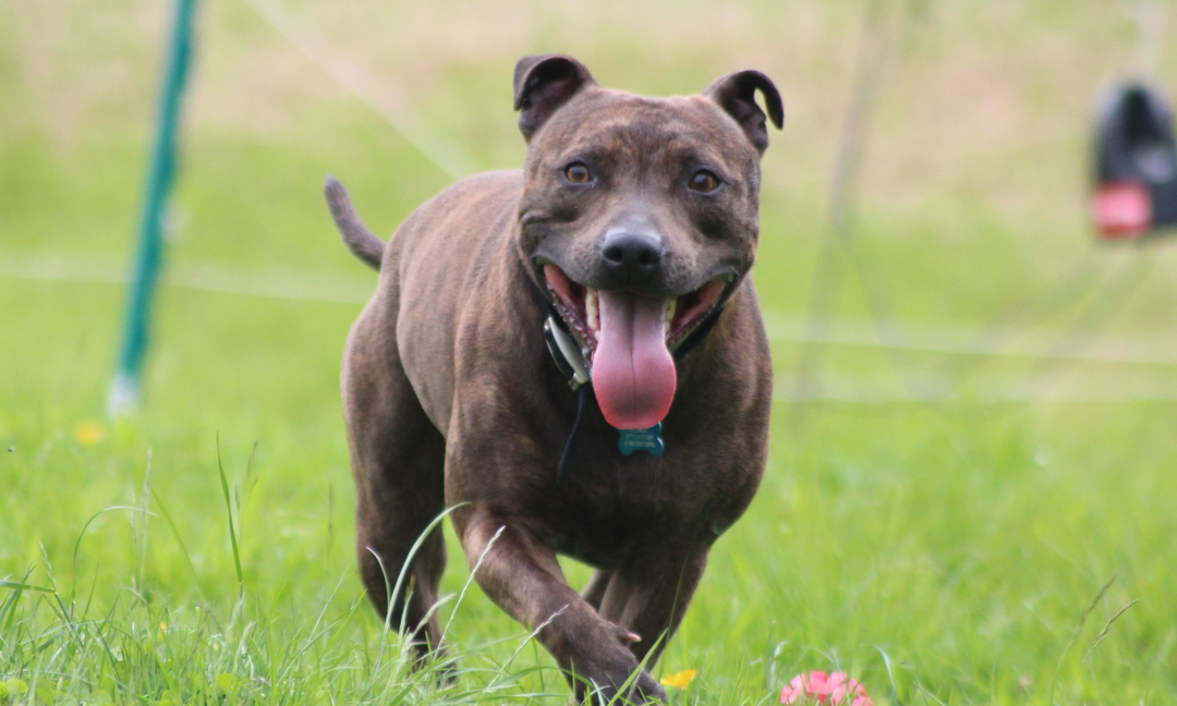 Why Staffies Are Prone to Allergies and Itchy Skin: A Complete Guide for Owners