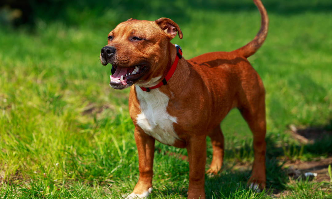 Is Your Staffy Reacting to Food? How Gut Health Impacts Allergic Reactions