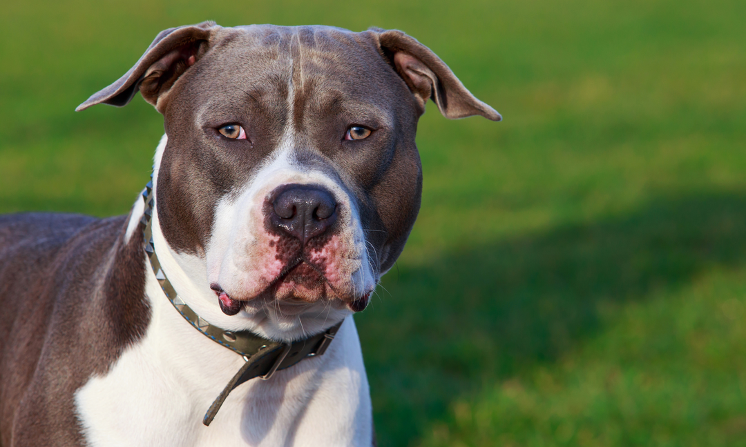Staffordshire Bull Terrier Health Issues: Common Problems & Prevention