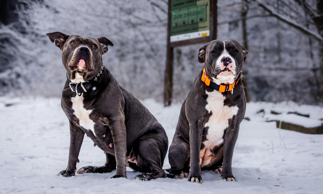 Why American and English Staffies Are Prone to Allergies and How to Support Them Naturally