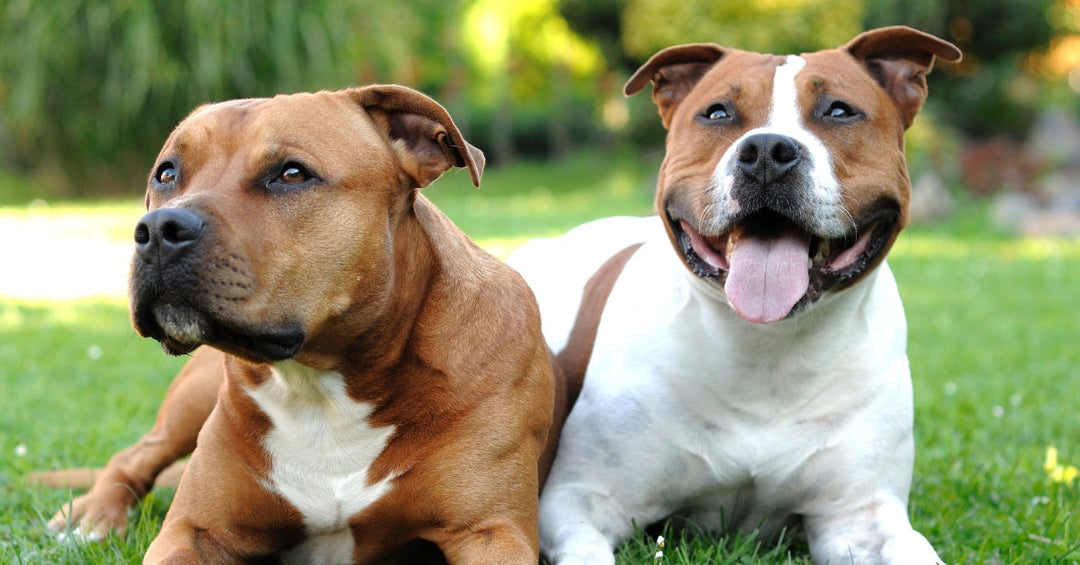 **Alt Text:**   A healthy Staffy lying on the ground, looking relaxed and comfortable, showcasing a vibrant and energetic coat.