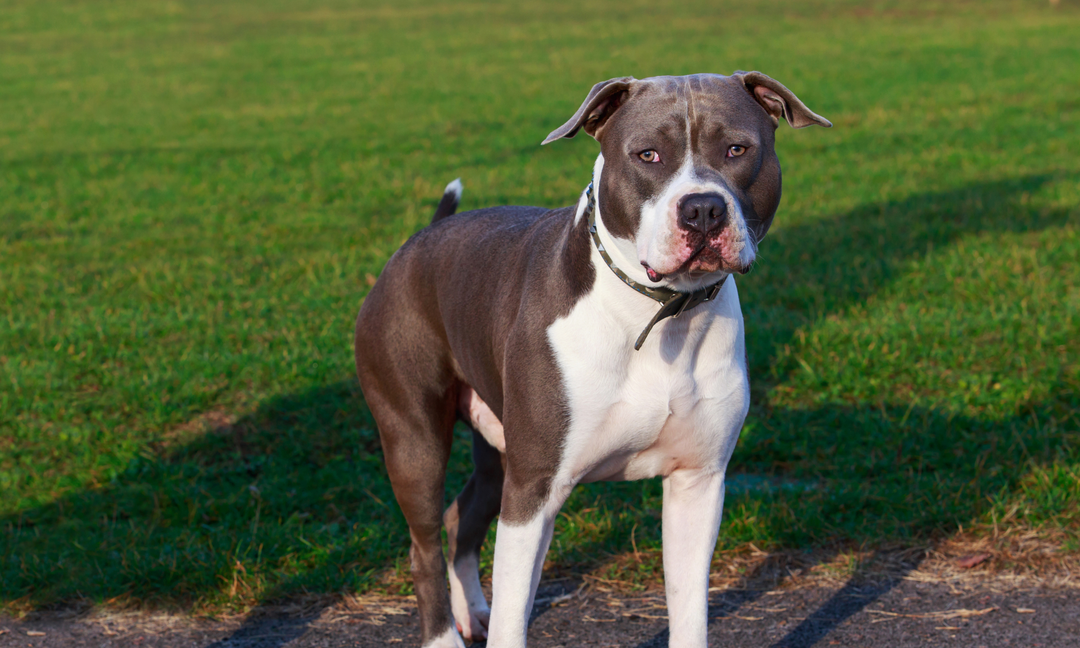 Why Your Staffy Is Always Itchy (and How to Support Healthy Skin from Within)