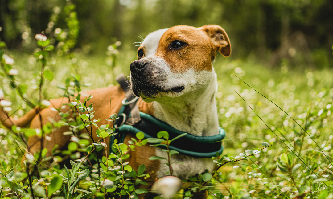 From Itchy Skin to Upset Tummies: Understanding Allergic Reactions in Staffies