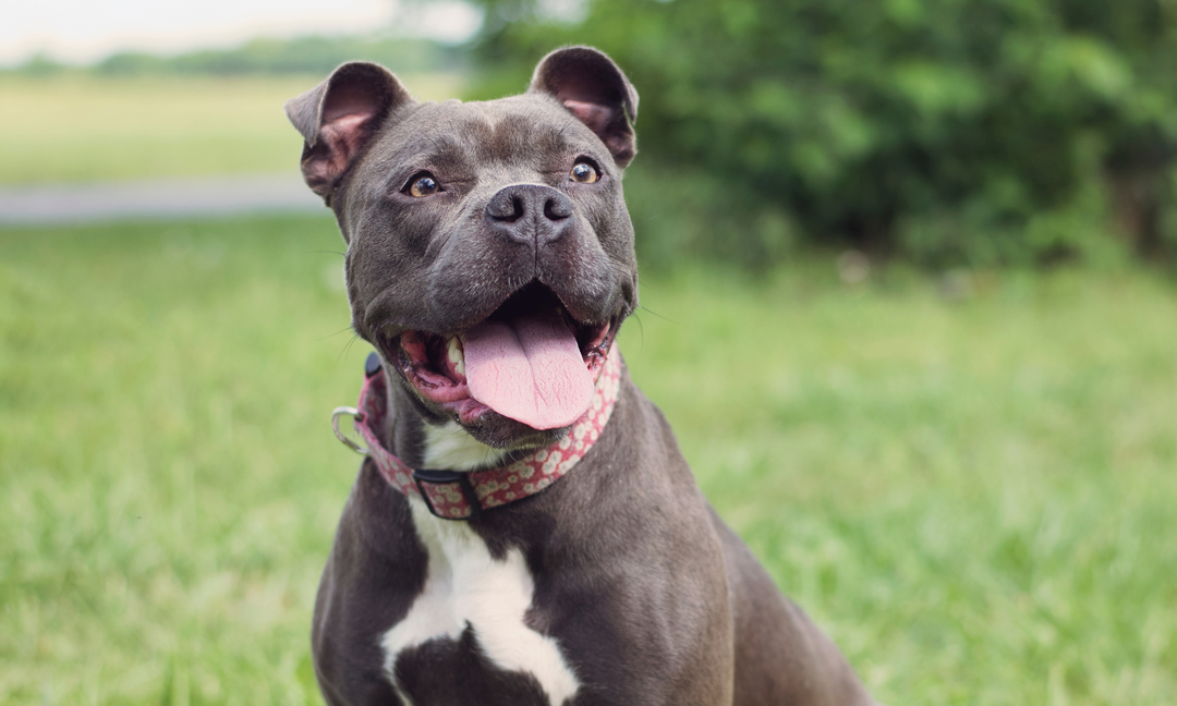 Happy Staffordshire Terrier sitting on grass with tongue out, looking energetic and healthy.