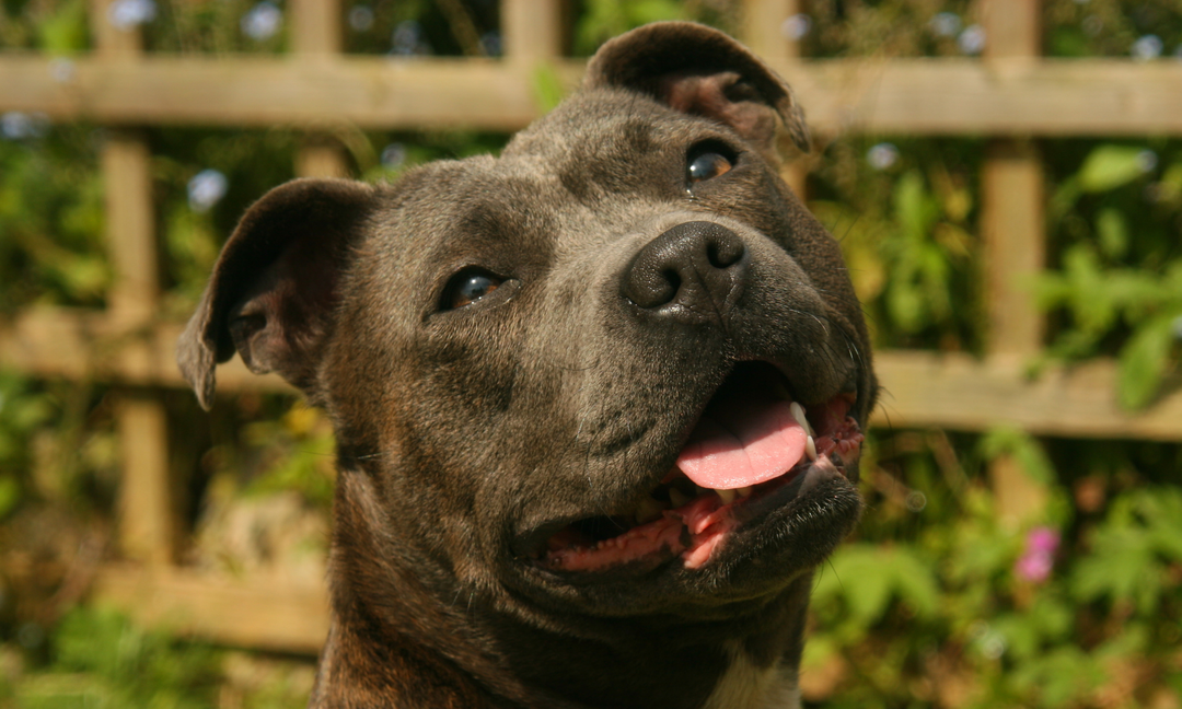 How Prebiotic and Probiotic Supplements Support Allergy-Prone Staffy Breeds