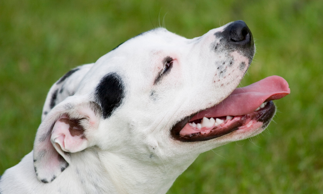 Happy dog outdoors with healthy ears, symbolising comfort and wellness through proper ear care.