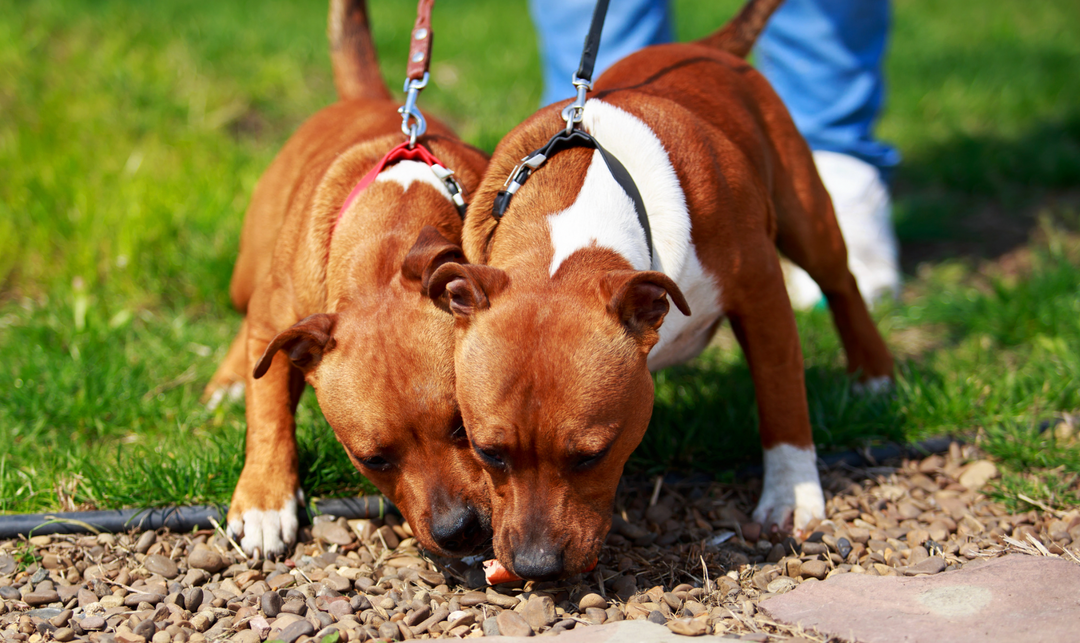 Staffordshire Bull Terrier Allergies: Causes, Symptoms, and Long-Term Support